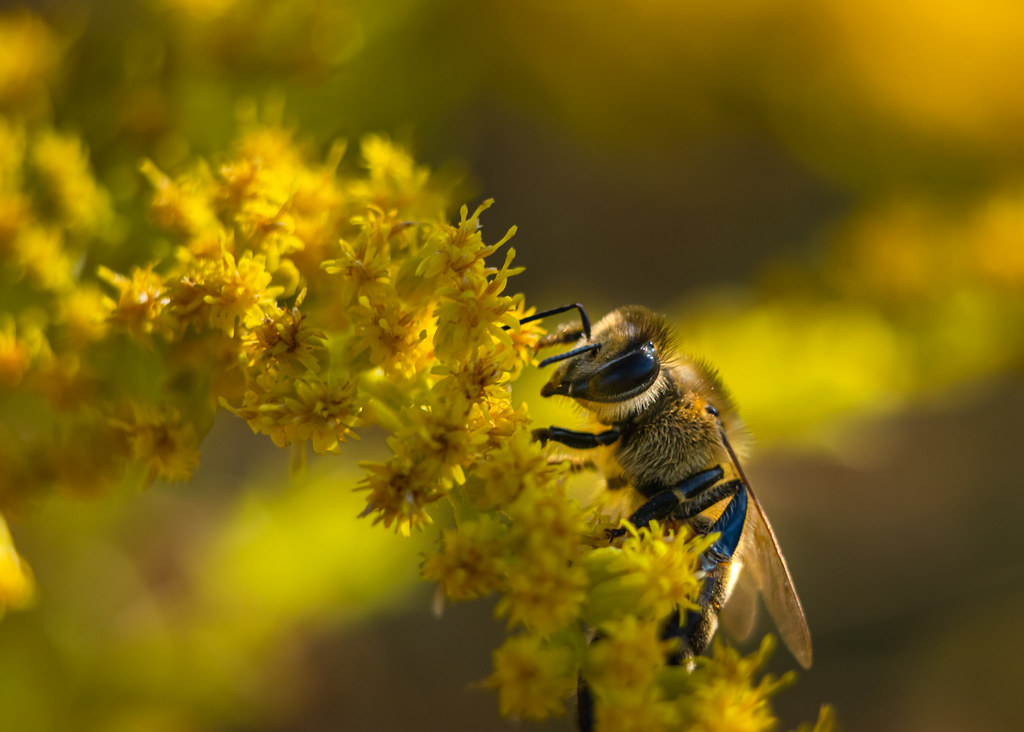 The busy bee has no time for sorrow. William Blake Flickr