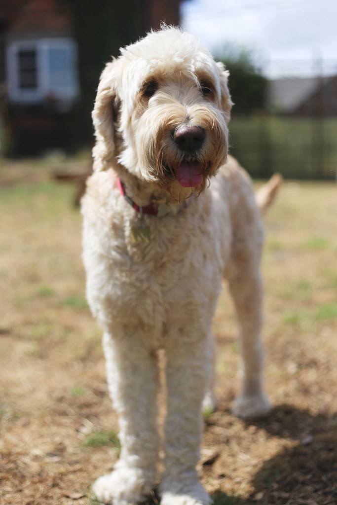 Goldendoodle the farm K T Flickr