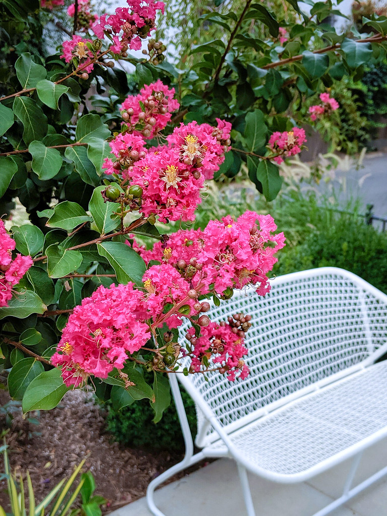 Crape Myrtle, a tropical hardy plant for zone 7 See more t… Flickr