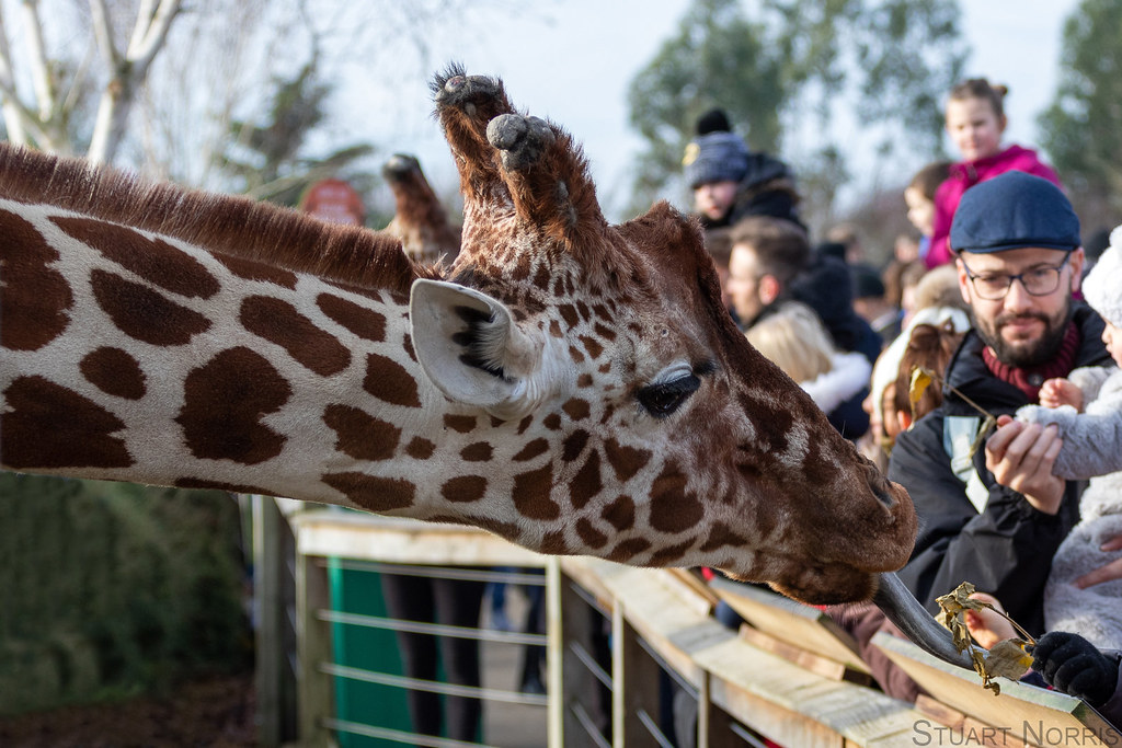 Feeding time at the Zoo One of Colchester Zoo's Giraffes b… Flickr
