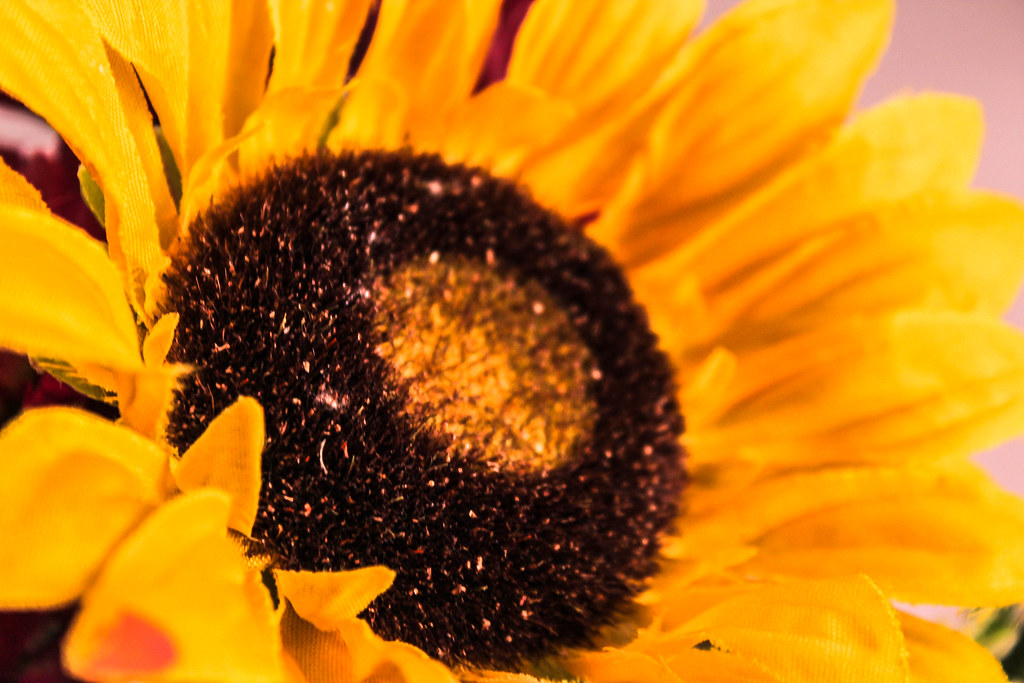 flower profiles Flickr