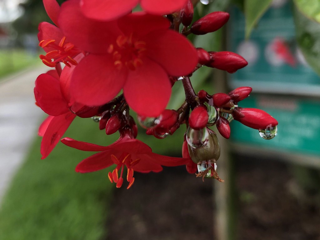 Florida plants as seen by David Brodosi Florida plants as … Flickr