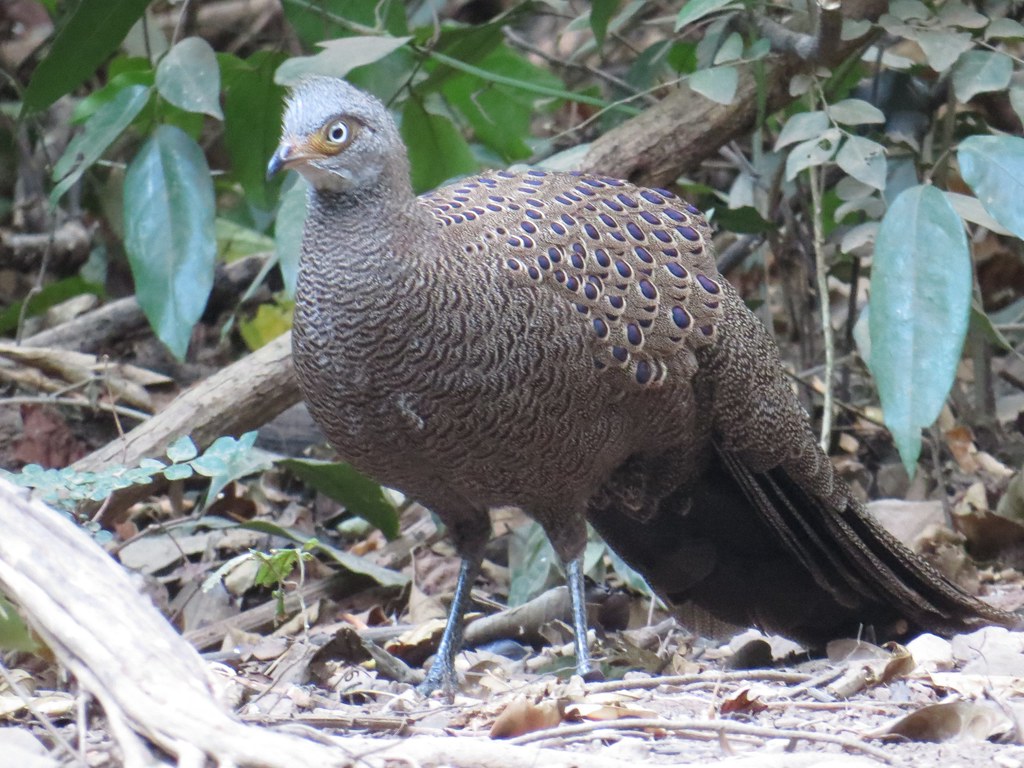 Grey Peacockpheasant Alastair Rae Flickr