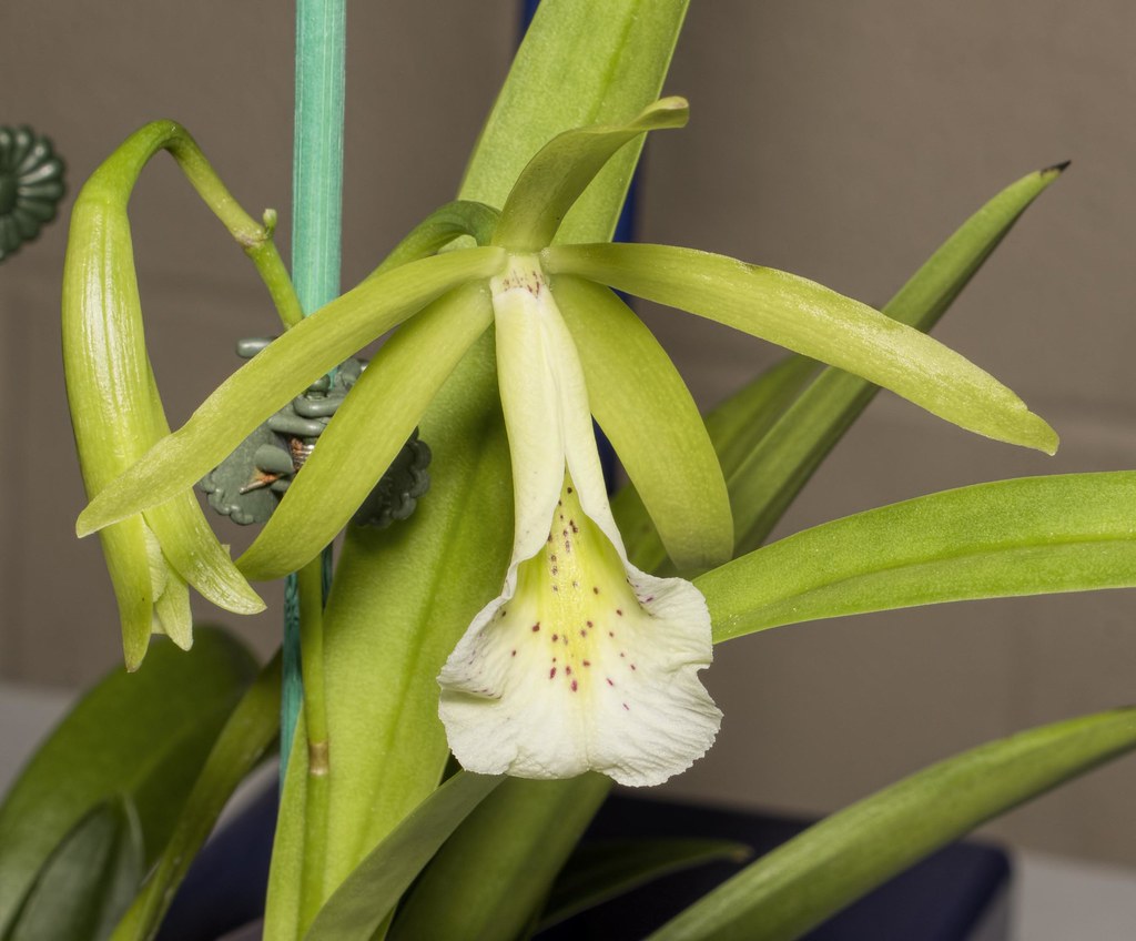 Orchid Kansas Orchid Society meeting, February 16, 2020, a… Flickr