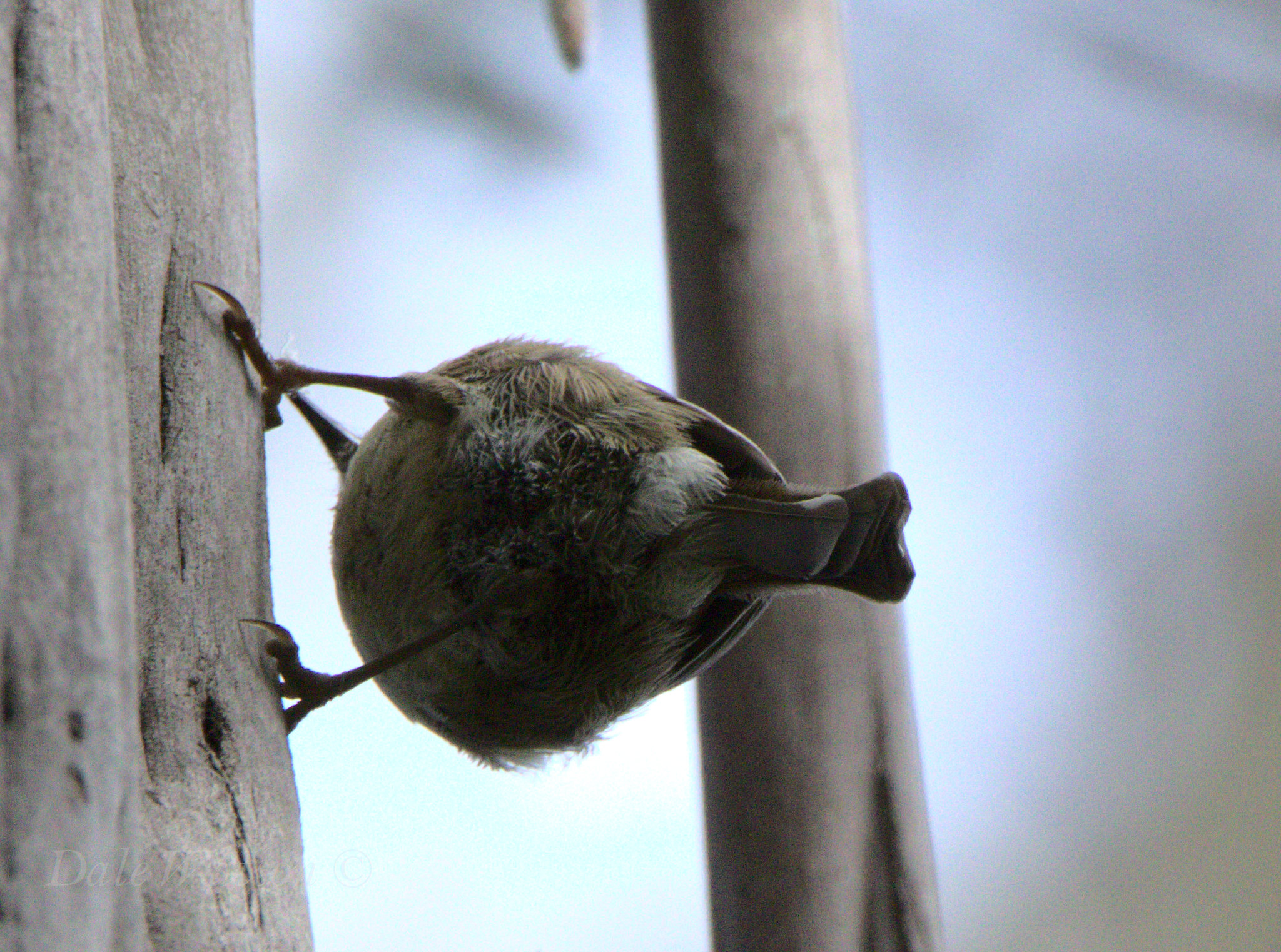 Little Tasmanian Bird BIRDS in BACKYARDS