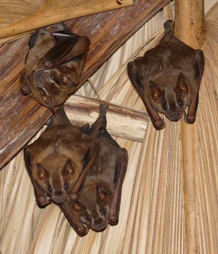 Great Fruiteating Bats (Artibeus lituratus) Calakmul Arch… Flickr