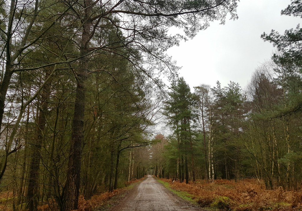 Liss Forest Heike Brueck Flickr