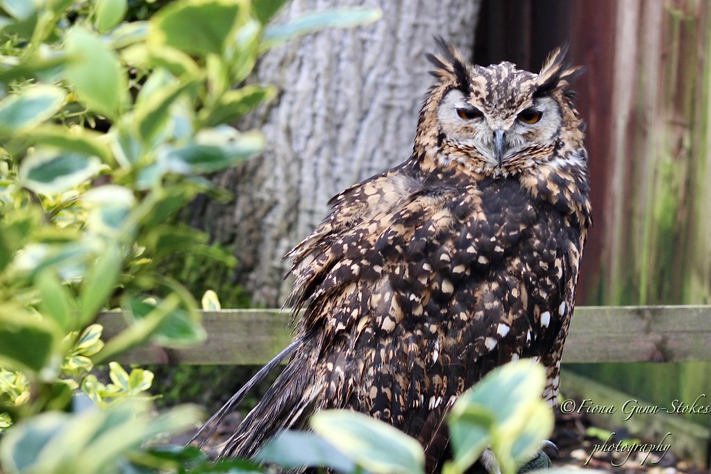 Eagle Owl... Rutland Falconry and Owl centre fionarose gunn Flickr