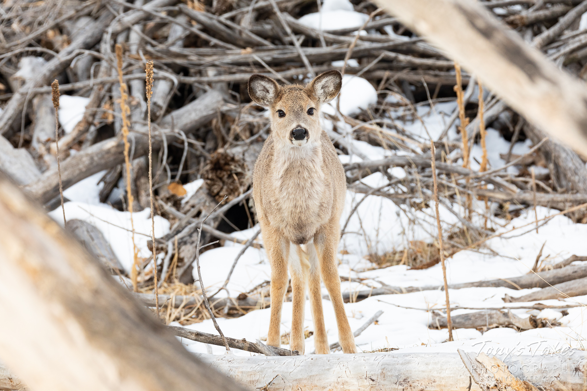 Deer Tony's Takes Photography