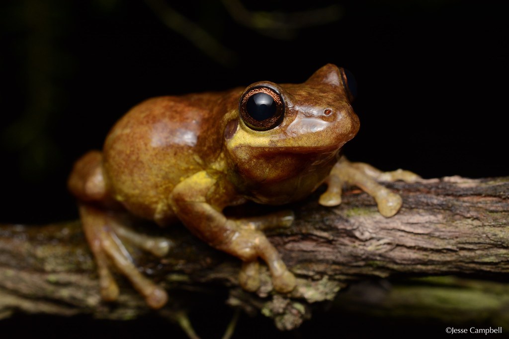 Bleating Tree Frog (Litoria dentata). Sydney, NSW Jesse's Wildlife12