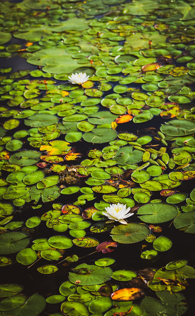 Lilly Pads Reichards Lake (West Sand Lake, New York) Ryan Grennan