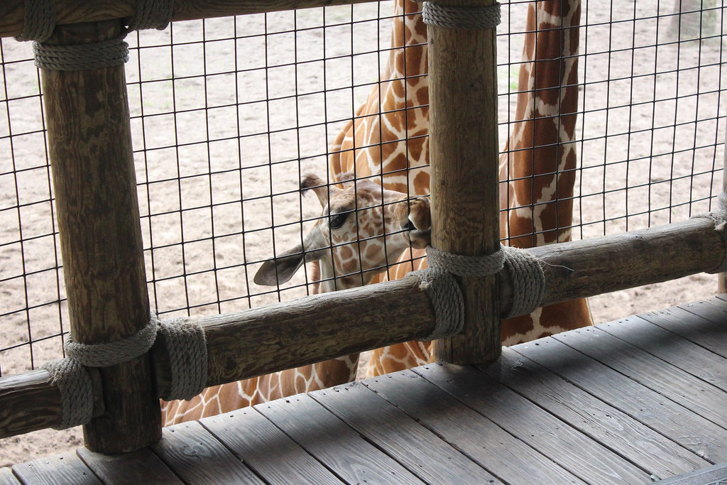FL Jacksonville Zoo_20200218_0006 The Jacksonville Zoo and… Flickr