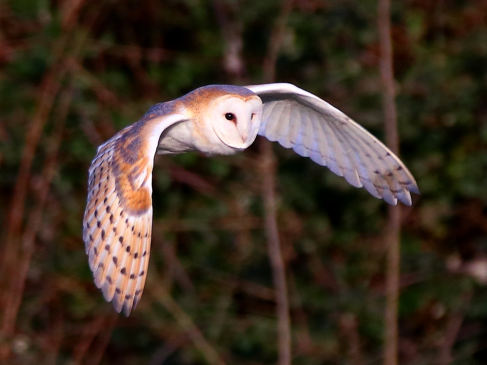 Essex birds 25022020 Civilian Aviation