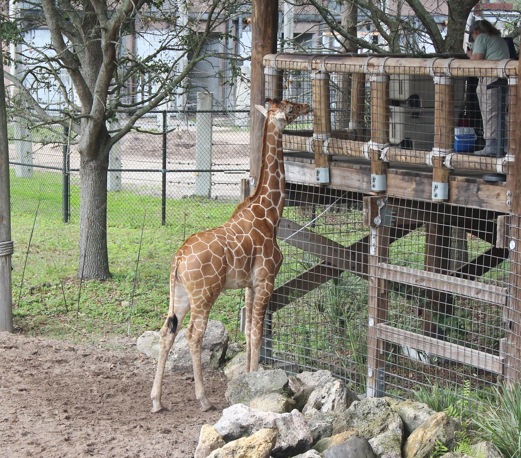 FL Jacksonville Zoo_20200218_0004 The Jacksonville Zoo and… Flickr