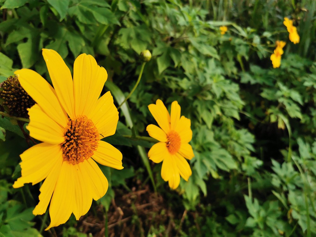 "Filipino Sunflower" Yellow Flower Ifugao Cordillera Admin… Flickr