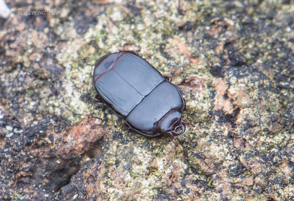 20200216 Venus Drive Flickr