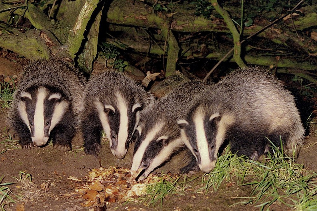 Family of Badgers eating peanuts Ted Sewell Flickr