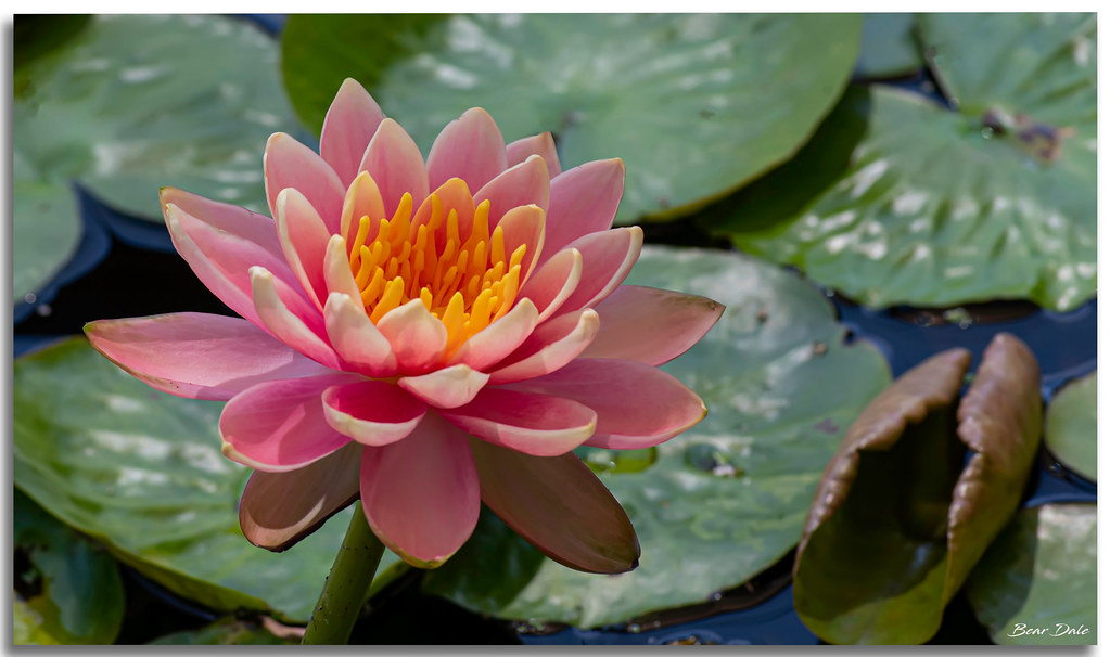 Water Lily Water Lily Scientific name