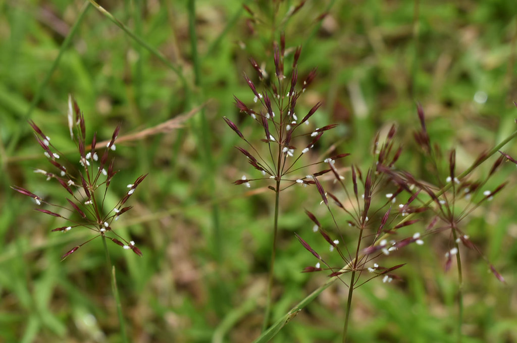 Chrysopogon aciculatus, Palm Cove, Cairns, QLD, 28/02/20 Flickr