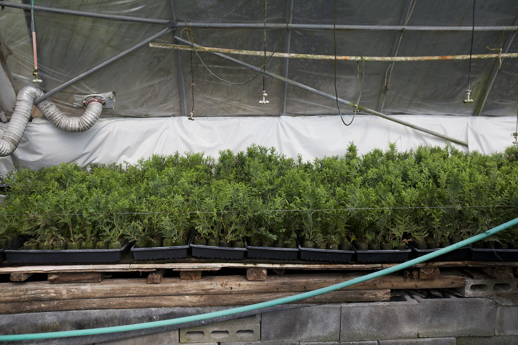 MO_NASF_040 Young plants grow at Mike Shade's Botany Shop … Flickr