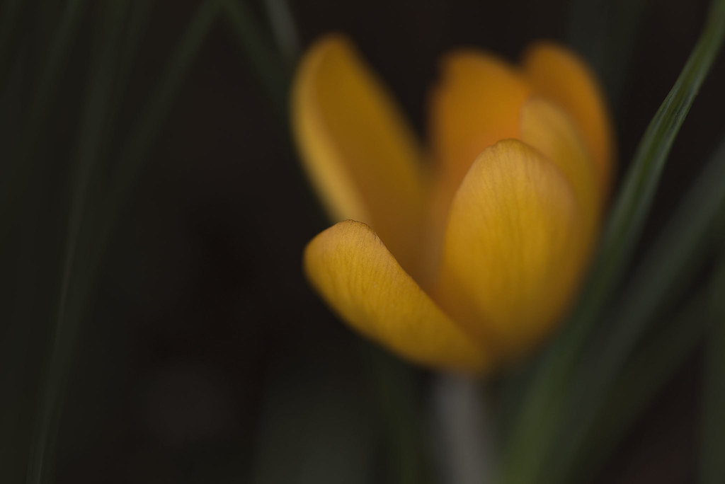 Petals opening as I watched, 2 of 2 The first flowers to … Flickr
