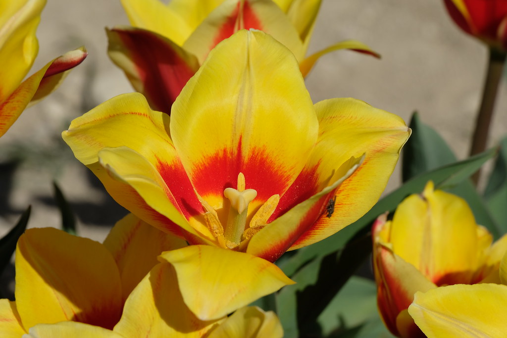 First Waxahachie Tulips of 2020 Gene Ellison Flickr