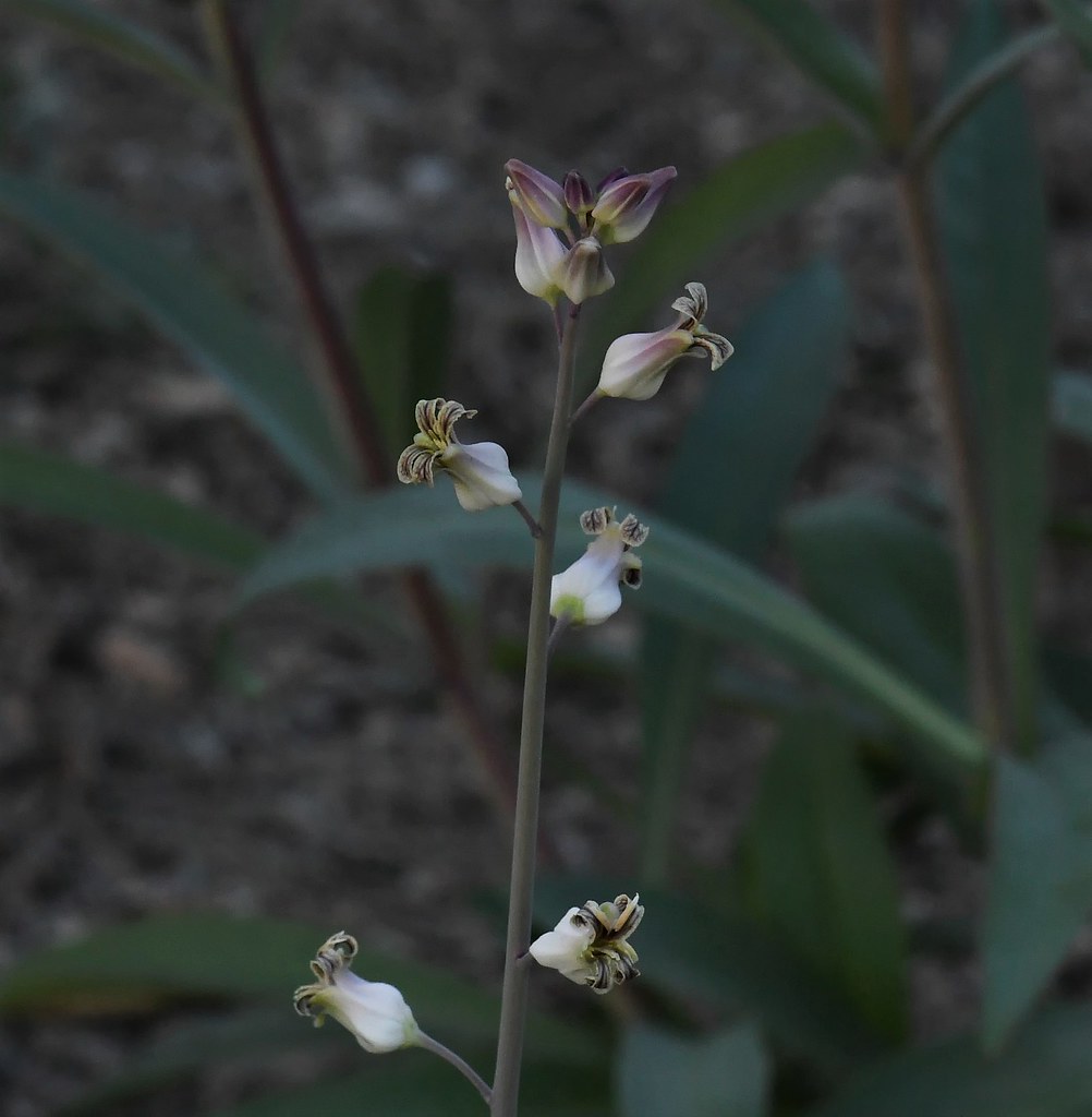 Lyreleaf Jewelflower, Streptanthus carinatus arizonicus Flickr