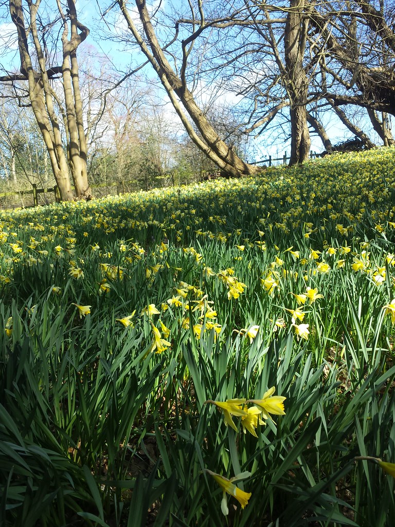 Daffodils Daffodils at Warley Place, Brentwood, Essex, Eng… Flickr