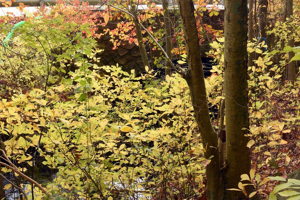 Pine Tree Brook just below Unquity Road culvert Pale yello… Flickr