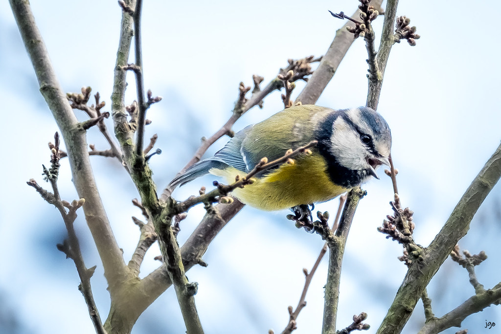 This noisy little hooligan did not want to be ignored! Flickr