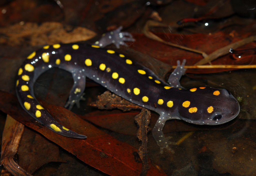 Spotted Salamander (Ambystoma maculatum) March 1st, 2020 H… Flickr