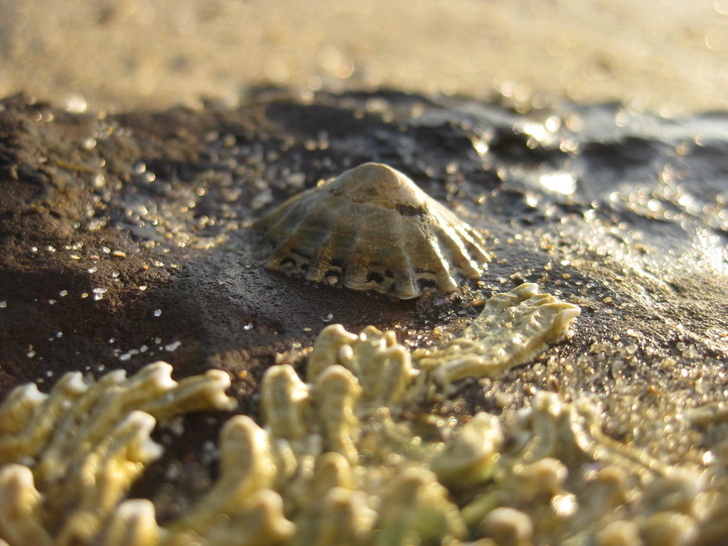 A Limpet Shell on the Rocks Half Moon Bay, Black Rock Flickr