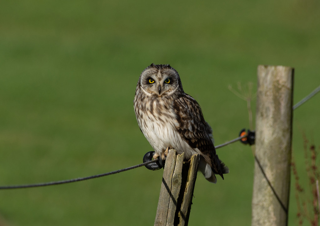 short eared owl . 2020 Whitwell , Herts UK Ian WoodThompson Flickr