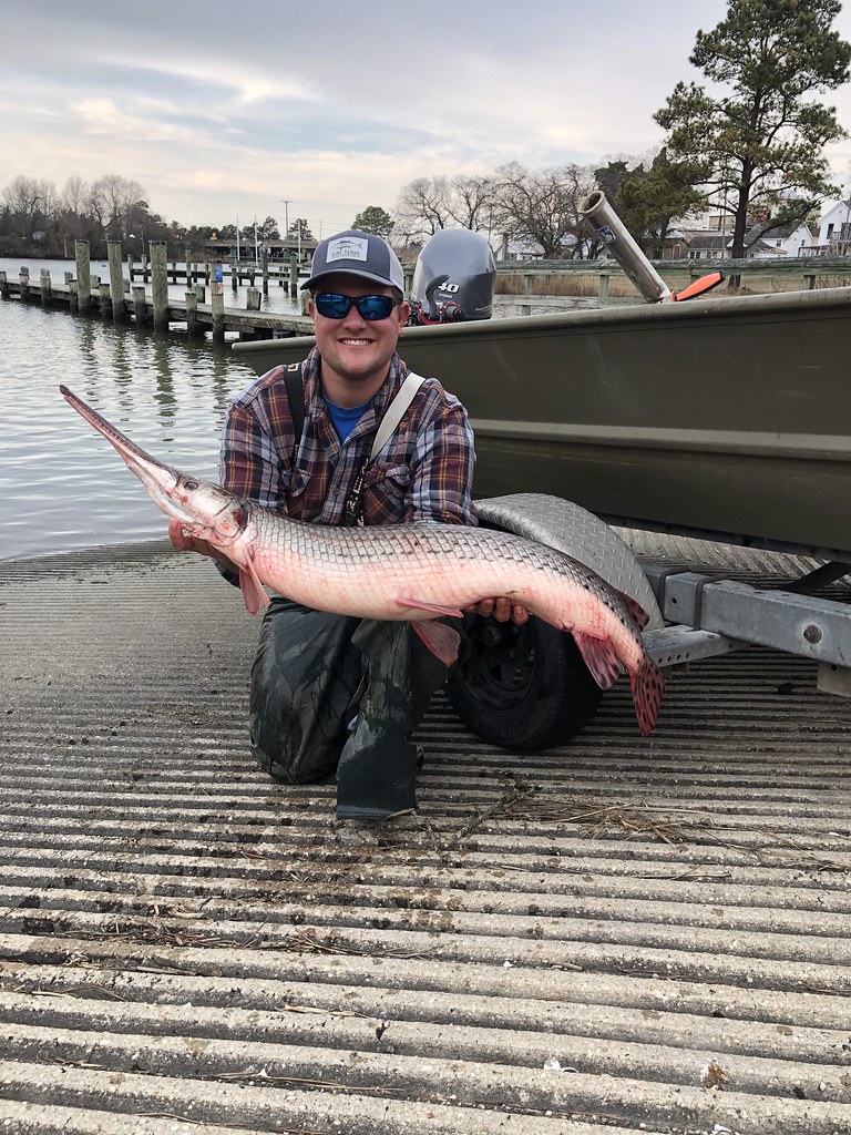 Longnose Gar State Record CHESAPEAKE BAY DIVISION