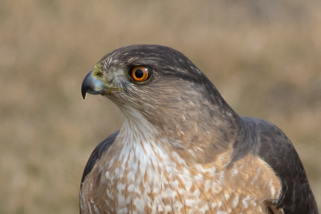 1O8A7559 Cooper's Hawk near Freeland, Michigan James and Sally
