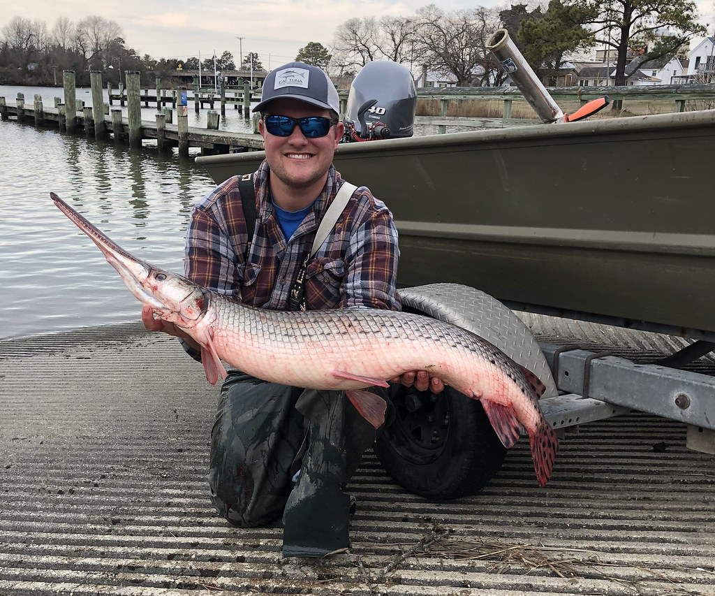 Longnose Gar Longnose Gar State Record Angler Samson