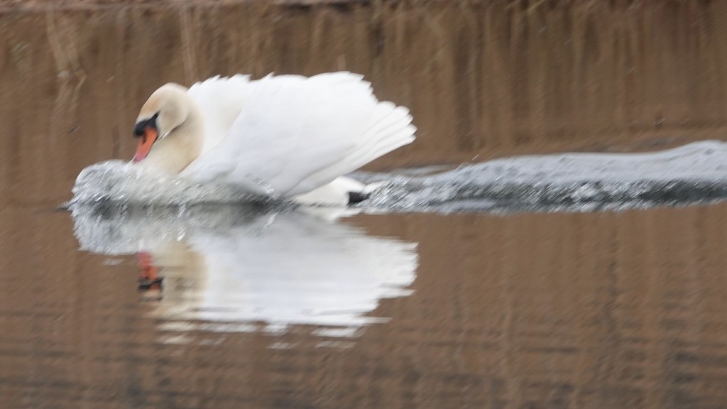 Busking Mute Swan c Douglas Law Flickr