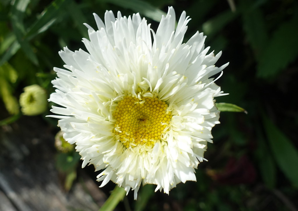 White fluffy flower Tony Worrall Photography Flickr