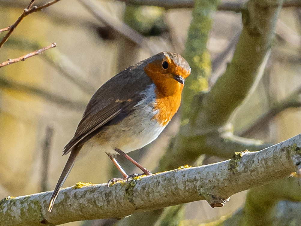 Marston Moretaine 2020 Flickr