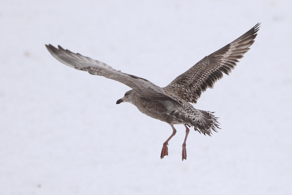 Probable Appledore Gull (HERGxLBBG) St. John's, NL Flickr