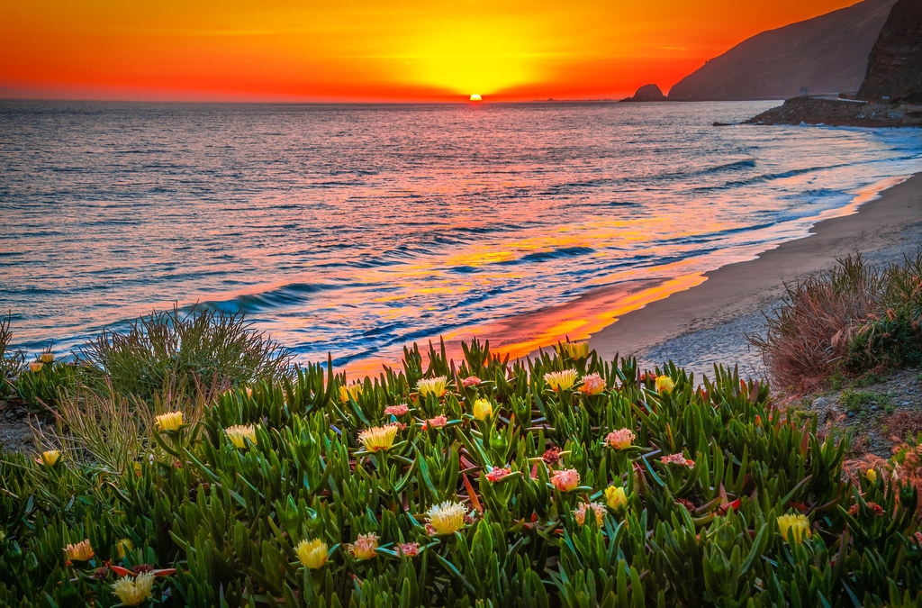 Malibu Beach Los Angeles Point Mugu California Super Bloom Wild Flowers