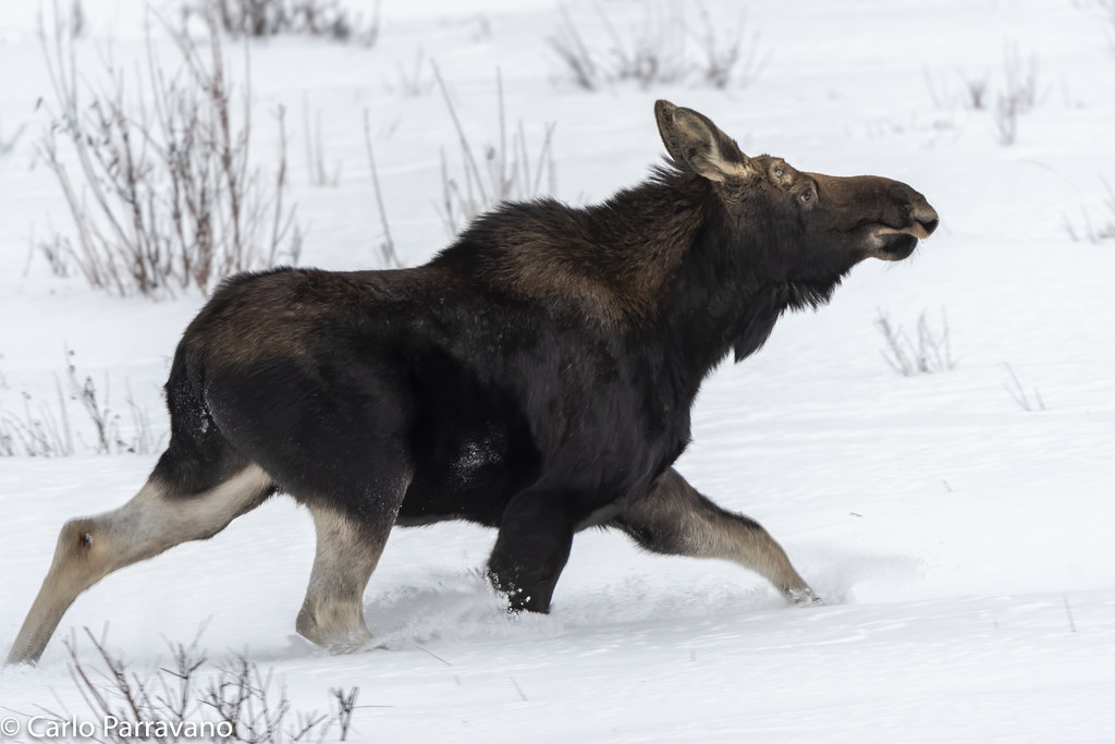 Moose Yellowstone National Park 20200202_CP62021 Carlo Parravano Flickr