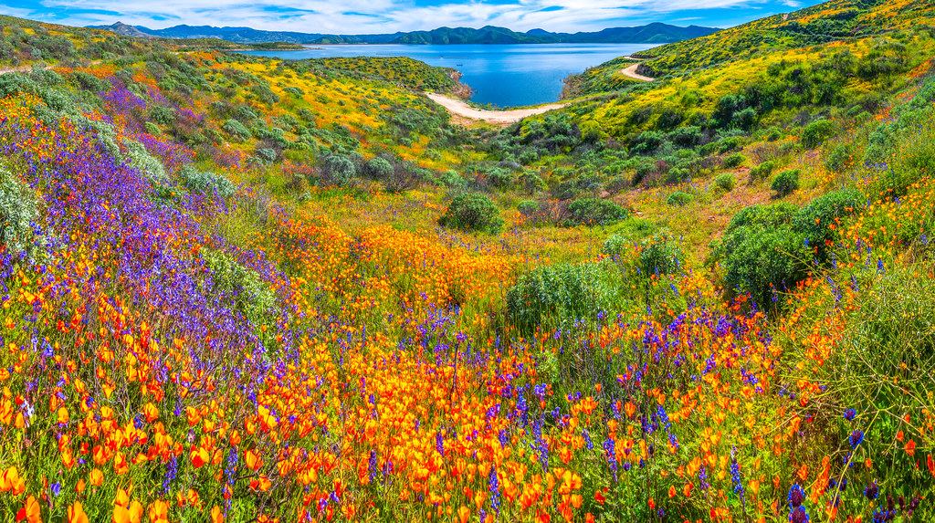 Diamond Valley Lake Hemet California Super Bloom Wild Flowers