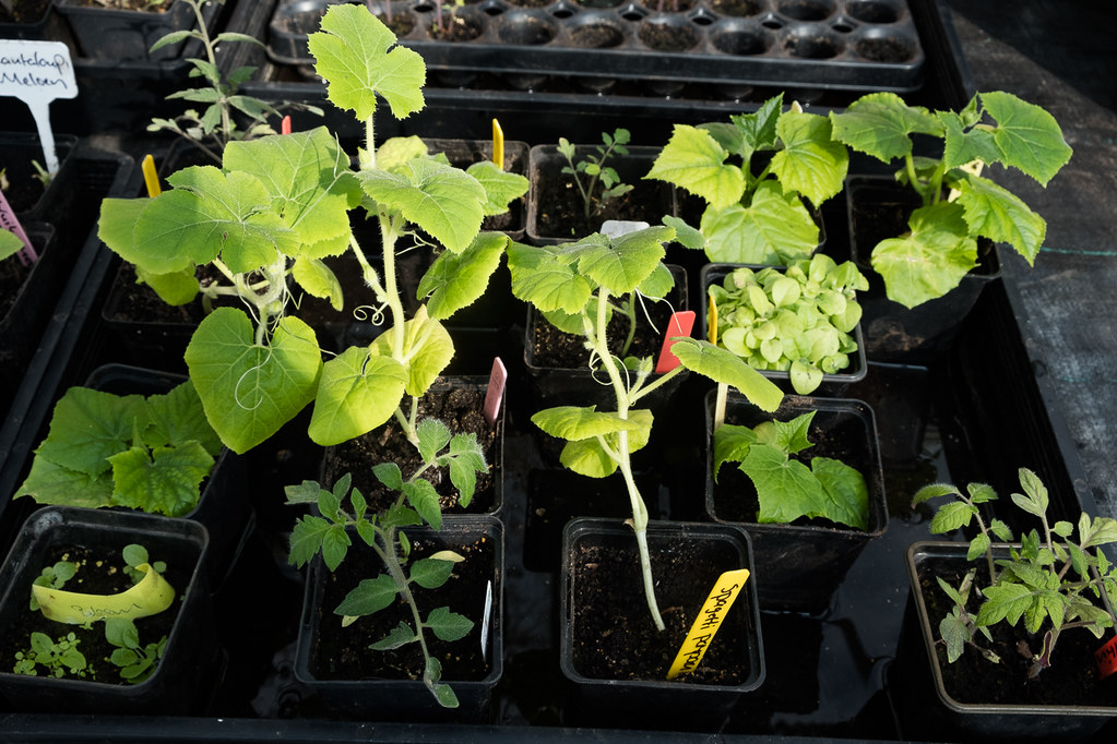 Vegetable Gardening 2020 Viola Canina Flickr