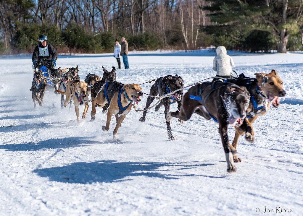 20200215 91st World Championship Sled Dog Derby, Laconia NH (3 Star