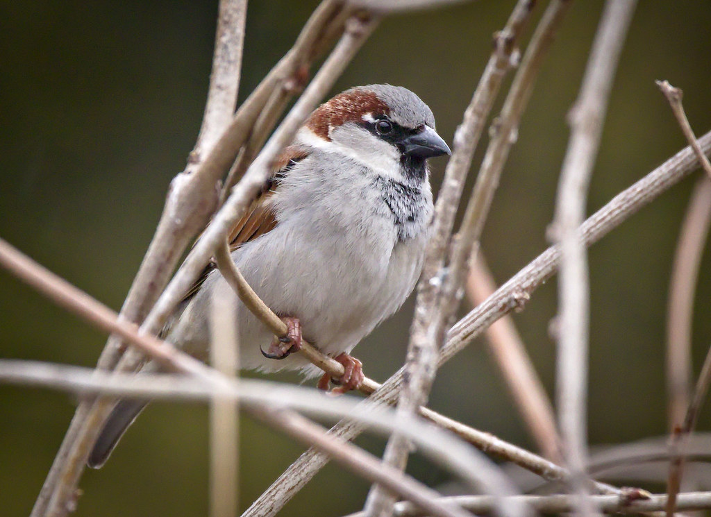 House sparrow House sparrow (Passer domesticus) male perch… Flickr