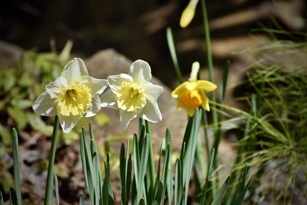 Daffodils Escaped the freeze. Doris Flickr