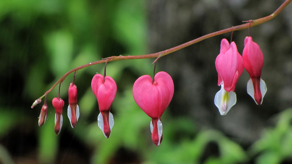 Cuore di Maria (Dicentra spectabilis). Giardino Botanico d… Flickr