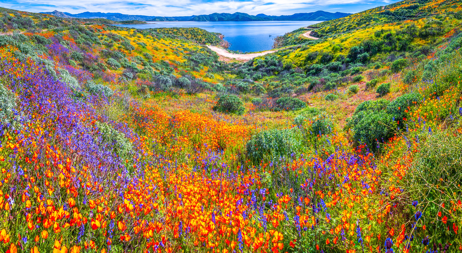 Diamond Valley Lake Hemet California Poppy Super Bloom Wild Flowers