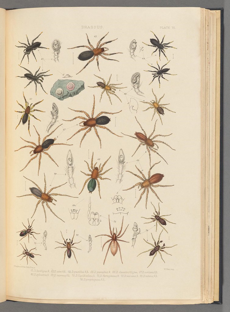n410_w1150 A history of the spiders of Great Britain and I… Flickr